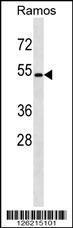 Anti-GPR174 Rabbit Polyclonal Antibody (AP (Alkaline Phosphatase))