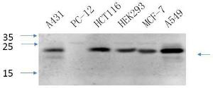 Antibody A95165-100