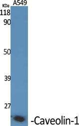 Antibody A95165-100