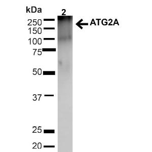 Anti-ATG2A antibody