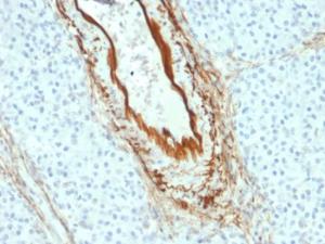 Immunohistochemical analysis of formalin-fixed, paraffin-embedded human pancreas using Anti-Elastin Antibody [ELN/2069]