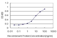 Anti-MEF2A Mouse Monoclonal Antibody [clone: 1D11]