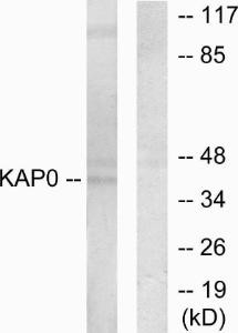 Antibody anti-KAP0 100 µg