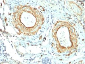 Immunohistochemical analysis of formalin-fixed, paraffin-embedded human small intestine using Anti-Elastin Antibody [ELN/2069]