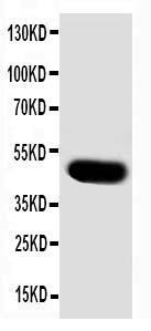 Anti-SKP2 Rabbit Polyclonal Antibody