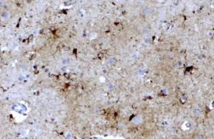 Anti-FTL Antibody (A84622) (3.8 µg/ml) staining of paraffin embedded Human Brain Cortex. Steamed antigen retrieval with citrate buffer pH 6, HRP-staining