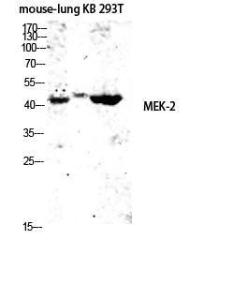 Western blot analysis of mouse lung KB 293T lysis using Anti-MEK2 Antibody