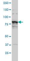 Anti-THNSL1 Mouse Monoclonal Antibody [clone: 6B1]