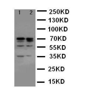 Anti-Lamin A+C Rabbit Polyclonal Antibody