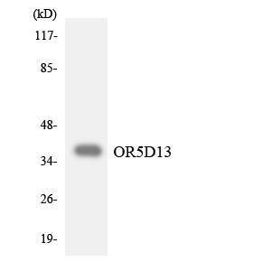 Western blot analysis of the lysates from HT 29 cells using Anti-OR5D13 Antibody