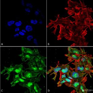 Anti-ATG2A antibody