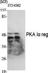 Antibody anti-KAP0 100 µg