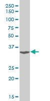 Anti-TSC22D3 Mouse Polyclonal Antibody