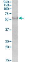 Anti-FSD1 Goat Polyclonal Antibody