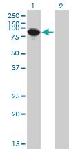 Anti-THNSL1 Mouse Monoclonal Antibody [clone: 6B1]