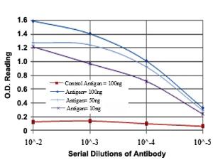 Anti-CEBPB Mouse Monoclonal Antibody [clone: 3H9]