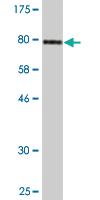 Anti-PDZD3 Mouse Monoclonal Antibody [clone: 2G1]