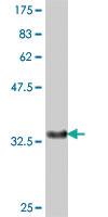 Anti-RFFL Mouse Polyclonal Antibody