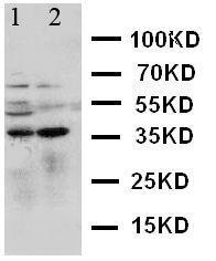 Anti-MCL1 Rabbit Polyclonal Antibody