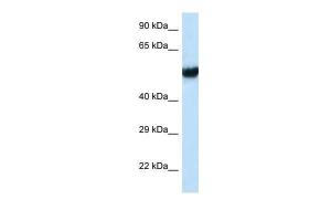 Anti-IFT74 Rabbit Polyclonal Antibody