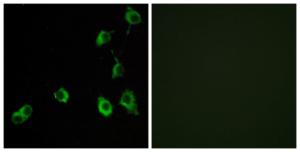 Immunofluorescence analysis of COS7 cells using Anti-OR5B12 Antibody. The right hand panel represents a negative control, where the antibody was pre-incubated with the immunising peptide