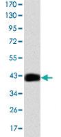 Anti-CEBPB Mouse Monoclonal Antibody [clone: 3H9]