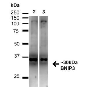 Western blot analysis of human HeLa and HEK293T cell lysates showing detection of ~30kDa BNIP3 protein using Anti-BNIP3 Antibody (A304942)