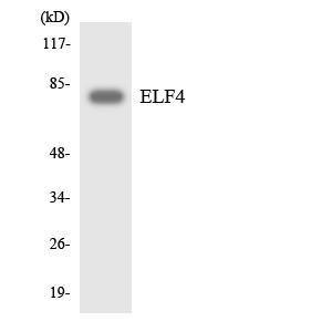 Western blot analysis of the lysates from RAW264.7 cells using Anti-ELF4 Antibody