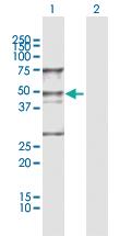 Anti-WDR4 Rabbit Polyclonal Antibody