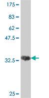 Anti-REEP5 Mouse Polyclonal Antibody