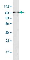 Anti-PDZD3 Mouse Monoclonal Antibody [clone: 1F2]