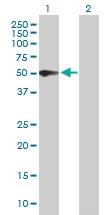 Anti-PSG3 Mouse Polyclonal Antibody