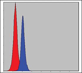 Anti-CEBPB Mouse Monoclonal Antibody [clone: 3H9]