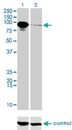 Anti-THNSL1 Mouse Monoclonal Antibody [clone: 6B1]