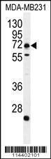 Anti-C18orf8 Rabbit Polyclonal Antibody