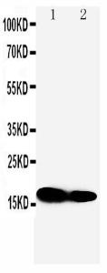 Anti-IFITM1 Rabbit Polyclonal Antibody