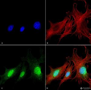 Immunocytochemistry/Immunofluorescence analysis of human fibroblast cell line (NIH 3T3), fixed in 4% formaldehyde for 15 min at room temperature, using Anti-BNIP3 Antibody (A304942), at 1:100 for 60 minutes at room temperature