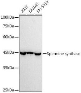 Antibody A309006-100 100 µl