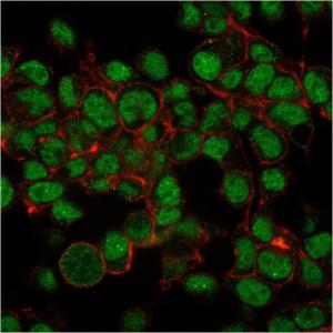 Immunofluorescent analysis of paraformaldehyde fixed HepG2 cells stained with Anti-SUMO-1 Antibody [SM1/495] followed by Goat Anti-Mouse IgG (CFand#174; 488) (Green). Counterstain is Phalloidin (Red)