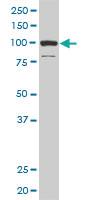 Anti-DAAM1 Mouse Monoclonal Antibody [clone: 4H3]