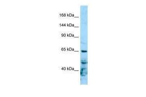 Anti-POLR2A Rabbit Polyclonal Antibody