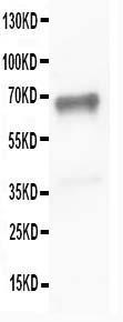 Anti-SHP2 Rabbit Polyclonal Antibody