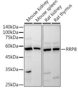 Western blot analysis of extracts of various cell lines, using Anti-HUCE1 Antibody (A306084) at 1:1000 dilution