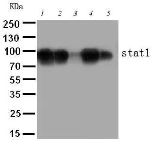 Anti-STAT1 Rabbit Polyclonal Antibody