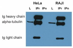 Immunoprecipitation of alpha-tubulin from HeLa and RAJI cell lysate by Anti-alpha Tubulin Antibody [TU-16] and its detection by Anti-alpha Tubulin Antibody [TU-01]. IgM heavy chain (76-92 kDa) and IgM light chain (25-30 kDa) indicated