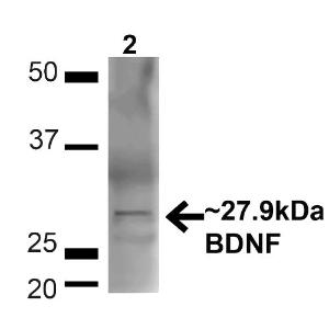 Antibody A304943-100 100 µg