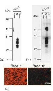 Anti-HBEGF Antibody