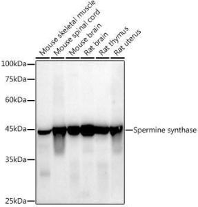 Antibody A309006-100 100 µl