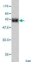 Anti-CCNG2 Mouse Monoclonal Antibody [clone: 1F9-C11]