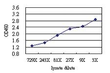 Anti-DLX1 Antibody Pair